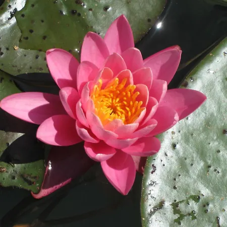 Apartamento Gaestehaus Lipnik