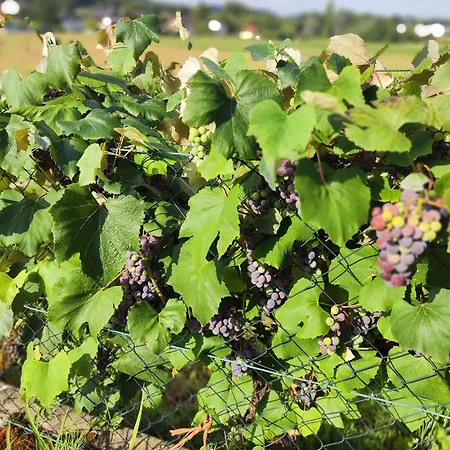 Gaestehaus Lipnik Appartamento