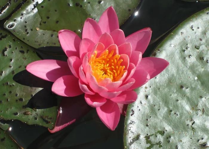 Lägenhet Gaestehaus Lipnik