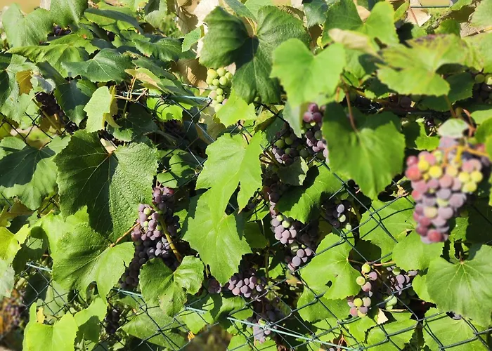 Gaestehaus Lipnik Lägenhet